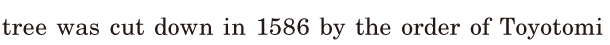 tree was cut down / in 1586 / by the order of Toyotomi 