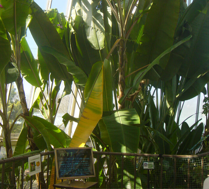 イメージ画像:ねったい温室