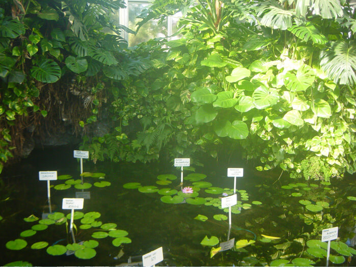 イメージ画像:水生温室